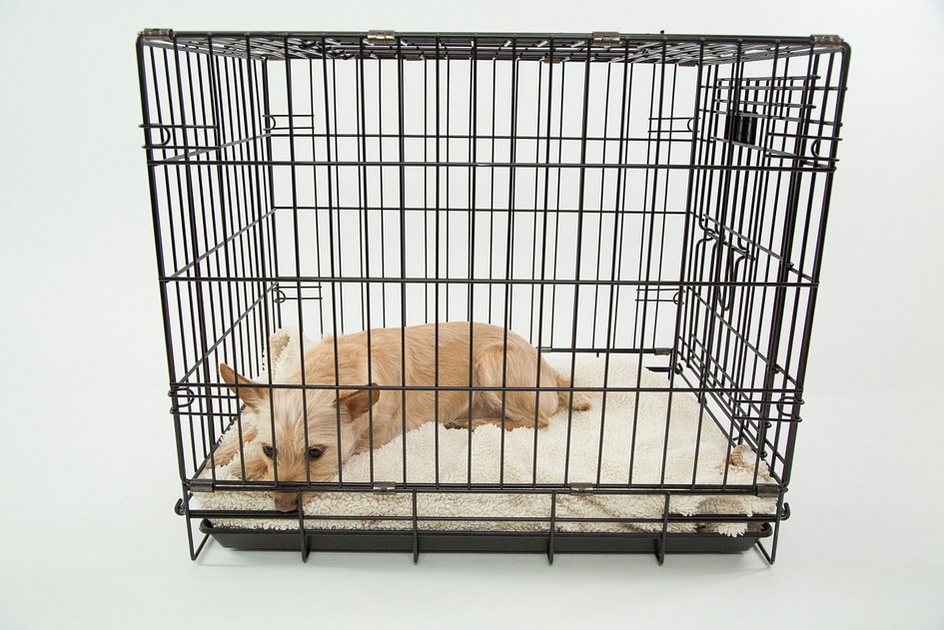 a wire dog kennel